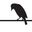 Favicon aandeblankaart.be