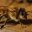 Favicon abeilleduhain.be