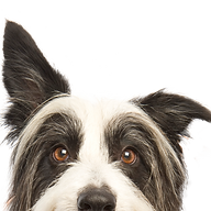 Favicon animaltrust.be