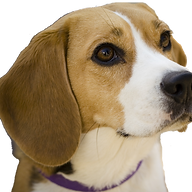 beagleweekly.com.au