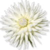 Favicon bloemencorsowinkel.nl