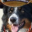 Favicon bordercolliekennel.nl