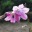 Favicon dierama.nl