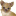 Favicon dierenshopberrydebruin.ccvshop.nl