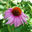 Favicon giftsofnature.nl