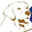 Favicon goldenretrieververeniging.nl