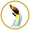 Favicon sas-papua.nl